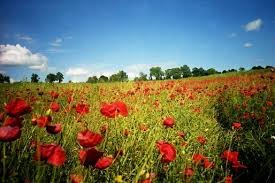 Harmonieorkest Wilskracht voert In Flanders Field op